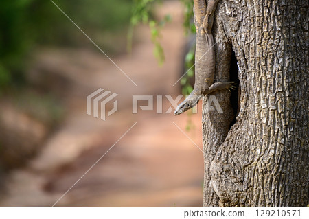 Monitor lizard climbs down the trunk of a tree, with its body stretched along the bark. Monitor lizard climbs down the trunk of a tree, with its body stretched along the bark. 129210571
