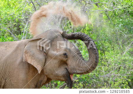 Elephant sand bath, spraying sand over its back with its trunk, sand flying through the air above its head Elephant sand bath, spraying sand over its back with its trunk, sand flying through the air above its head 129210585