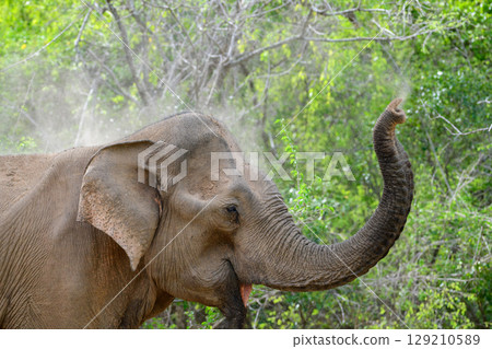 Elephant sand bath, spraying sand over its back with its trunk, sand flying through the air above its head Elephant sand bath, spraying sand over its back with its trunk, sand flying through the air above its head 129210589