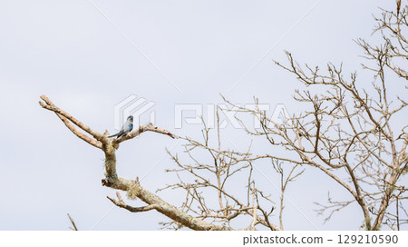 Crested treeswift female bird perched on a tree branch surrounded by green leaves at Yala National Park Crested treeswift female bird perched on a tree branch surrounded by green leaves at Yala National Park 129210590