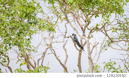 Crested treeswift male bird perched on a tree branch surrounded by green leaves at Yala National Park Crested treeswift male bird perched on a tree branch surrounded by green leaves at Yala National Park 129210592