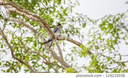 Crested treeswift male bird perched on a tree branch surrounded by green leaves at Yala National Park Crested treeswift male bird perched on a tree branch surrounded by green leaves at Yala National Park 129210596