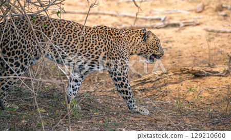 Leopard walks on a dry area at Yala National Park, Sri Lanka. 129210600