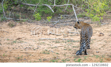 Leopard walks away on a dry area at Yala National Park, Sri Lanka. Leopard walks away on a dry area at Yala National Park, Sri Lanka. 129210602