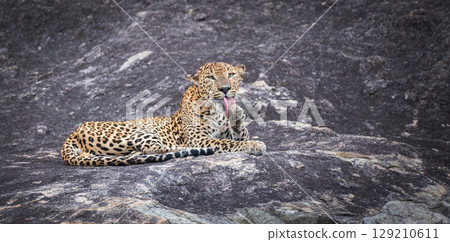 A leopard is lying on a rock while licking its back leg at Yala National Park. Sri Lankan leopard grooming itself in a relaxed position on the stone surface A leopard is lying on a rock while licking its back leg at Yala National Park. Sri Lankan leopard grooming itself in a relaxed position on the stone surface 129210611