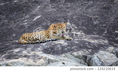 A leopard is lying on a rock while licking its back leg at Yala National Park. Sri Lankan leopard grooming itself in a relaxed position on the stone surface 129210614