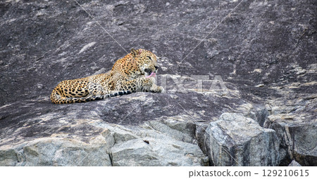 A leopard is lying on a rock while licking its back leg at Yala National Park. Sri Lankan leopard grooming itself in a relaxed position on the stone surface 129210615