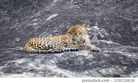 A leopard is lying on a rock while licking its back leg at Yala National Park. Sri Lankan leopard grooming itself in a relaxed position on the stone surface 129210616