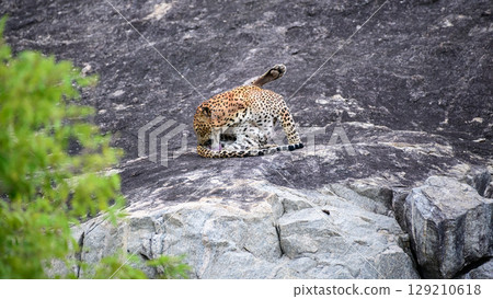 A leopard is lying on a rock while licking its back leg at Yala National Park. Sri Lankan leopard grooming itself in a relaxed position on the stone surface 129210618