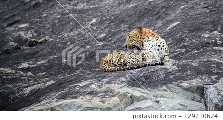 A leopard is lying on a rock while grooming itself in a relaxed position on the stone surface at Yala National Park. A leopard is lying on a rock while grooming itself in a relaxed position on the stone surface at Yala National Park. 129210624
