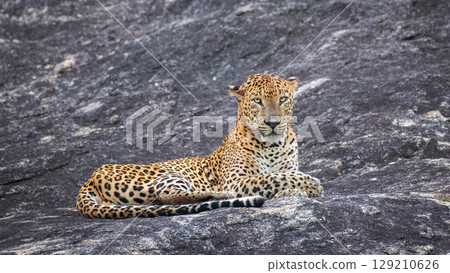 Leopard lies on a rock and looks directly at the camera with a calm expression at Yala National Park, Sri Lanka. 129210626
