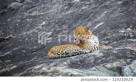 A leopard is lying on a rock while grooming itself in a relaxed position on the stone surface at Yala National Park. 129210629