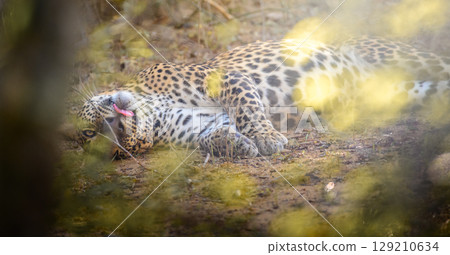 A majestic leopard lies resting on the forest floor at Yala National Park, Sri Lanka. Hidden behind soft foliage. A majestic leopard lies resting on the forest floor at Yala National Park, Sri Lanka. Hidden behind soft foliage. 129210634