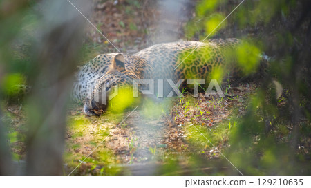 A majestic leopard lies resting on the forest floor at Yala National Park, Sri Lanka. Hidden behind soft foliage. A majestic leopard lies resting on the forest floor at Yala National Park, Sri Lanka. Hidden behind soft foliage. 129210635