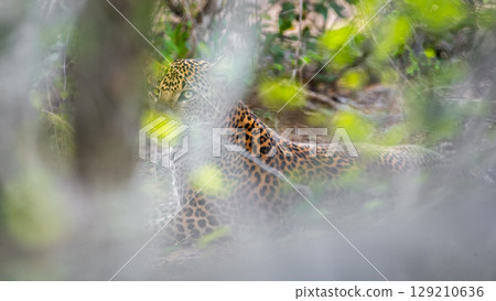 Leopard lies resting on the forest floor at Yala National Park, Sri Lanka. Hidden behind soft foliage. 129210636