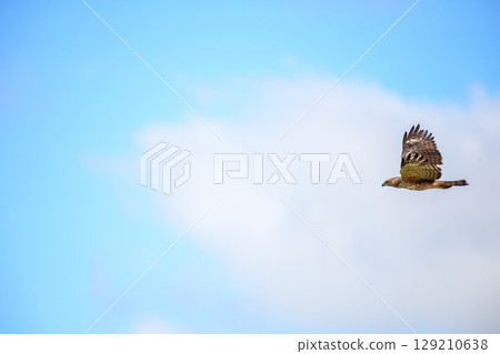 Changeable hawk eagle flies under a clear blue sky. Changeable hawk eagle flies under a clear blue sky. 129210638