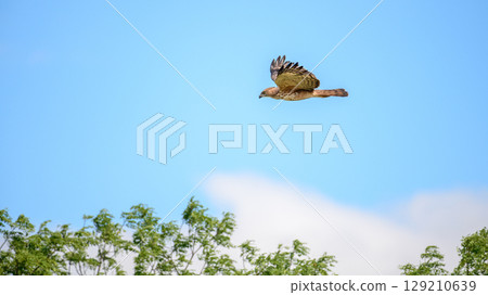 Changeable hawk eagle flies above green trees under a clear blue sky. Changeable hawk eagle flies above green trees under a clear blue sky. 129210639