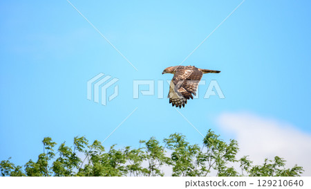 Changeable hawk eagle flies above green trees under a clear blue sky. Changeable hawk eagle flies above green trees under a clear blue sky. 129210640