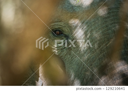 An elephant's eye close-up shot through blurred leaves, with details of its skin and wrinkles 129210641