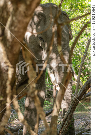 Tusker Elephant resting under the shade of the trees with sunlight filtering through the leaves. The dappled light creates patterns on the elephant's skin 129210642