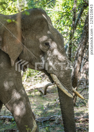 Tusker Elephant resting under the shade of the trees with sunlight filtering through the leaves. The dappled light creates patterns on the elephant's skin 129210643