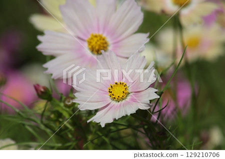 秋季代表花大波斯菊盛開（下） 129210706