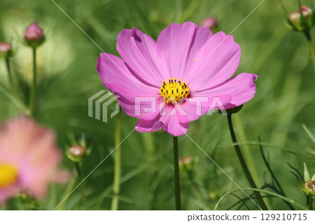 The vibrant colors of cosmos flowers shine in autumn The vibrant colors of cosmos flowers shine in autumn 129210715