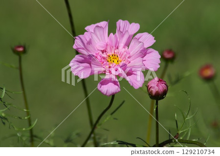Autumn Flower Festival at Umami Hill Park 129210734