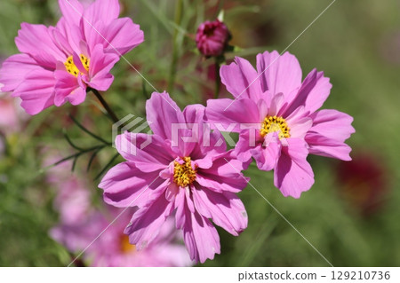 Cosmos, the representative flower of autumn, in full bloom - 1 129210736