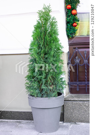 Trimmed thuja growing in large plastic pot on city street. Big potted green thuya growth on winter backyard Trimmed thuja growing in large plastic pot on city street. Big potted green thuya growth on winter backyard 129210847