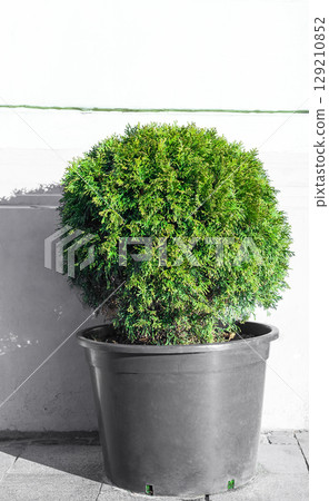 Ball trimmed thuja growing in large plastic pot on street. Big potted green thuya on summer backyard Ball trimmed thuja growing in large plastic pot on street. Big potted green thuya on summer backyard 129210852