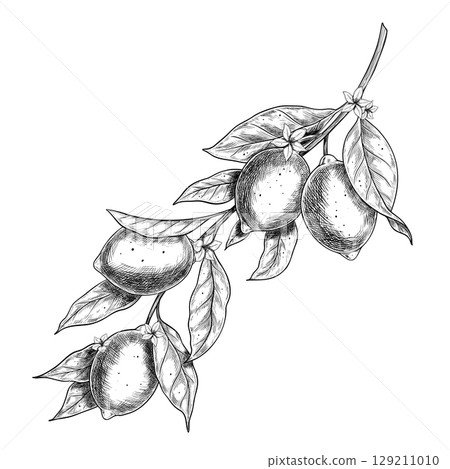 Vector illustration of Lemon tree branch with leaves, citrus fruits and flowers. Botanical engraving of Limes drawn with black ink. Etching for food packaging, labels and product decoration. 129211010