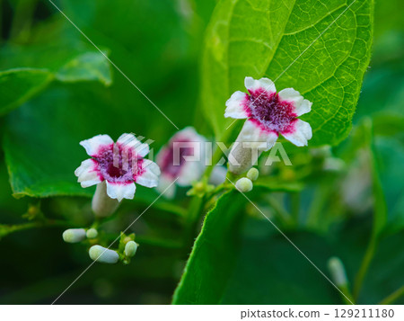 早乙女葛的嬌嫩花朵｜在夏日綠意中格外醒目的紅色和白色花朵 129211180