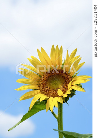 美麗的向日葵映襯著藍天 — — 夏日的景象 129211404