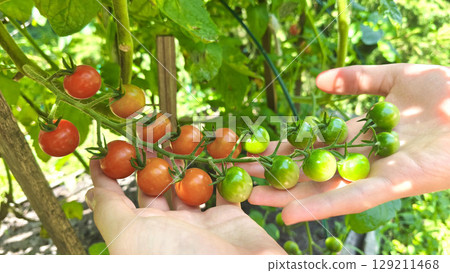 Close-up of farmer's hands carefully holding a branch with ripening cherry tomatoes among green foliage in a vegetable garden, agriculture, vegetable growing. 129211468