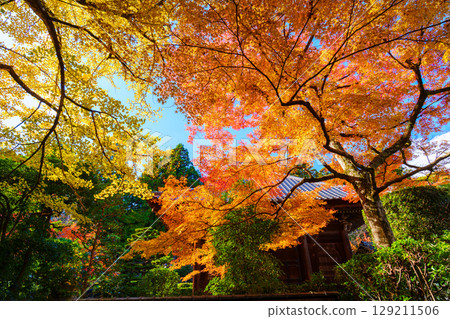 Jigen-do Temple surrounded by autumn leaves Jigen-do Temple surrounded by autumn leaves 129211506