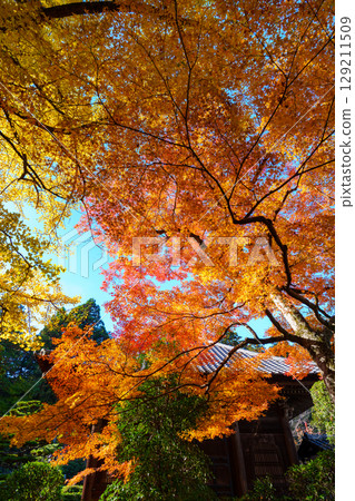 Jigen-do Temple surrounded by autumn leaves 129211509