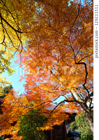 Jigen-do Temple surrounded by autumn leaves 129211511