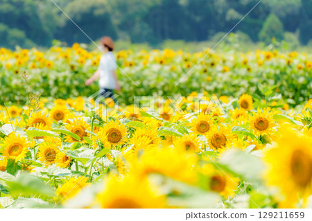 一位婦女走過向日葵田的夏日場景 129211659