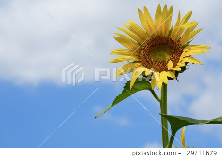 Beautiful sunflowers against the blue sky - a summer image Beautiful sunflowers against the blue sky - a summer image 129211679