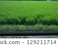 Rice and rice fields 129211714