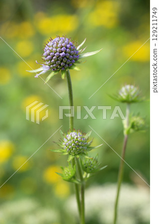 Eryngium Cobalt Star is a purple spiny flower in an outdoor garden Eryngium Cobalt Star is a purple spiny flower in an outdoor garden 129211749