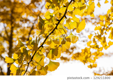 Leaves of ginkgo biloba colored yellow 129211800