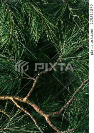 Green pine branch texture with copy space, perfect for wellness and eco design. Blurred pine needles background with organic green tones and space for text 129211870