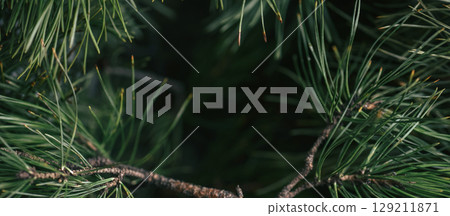 Closeup pine background with green tones and blur, ideal for organic branding, cosmetics and supplement packaging. Suggests purity and plant-derived benefits Banner 129211871