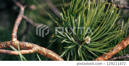 Evergreen pine closeup as eco abstract background in clean natural style. Green pine branch texture with copy space, perfect for wellness and eco design 129211872