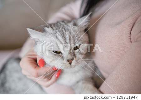 A woman is stroking a gray cat with her hands 129211947