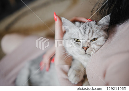 A woman is holding a young gray Scottish cat to her chest 129211965