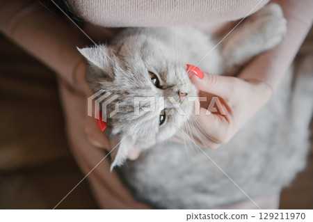 A young woman is hugging a Scottish Shorthair cat with her arms 129211970
