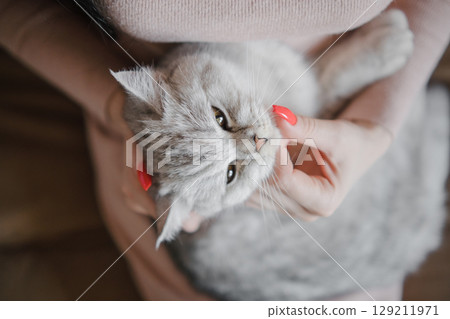 The beautiful Scottish cat remains in the woman's arms 129211971